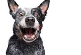 Tierheim Düsseldorf Tierheim Düsseldorf